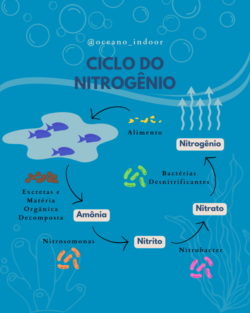 Ciclo do Nitrogênio em aquários marinhos.